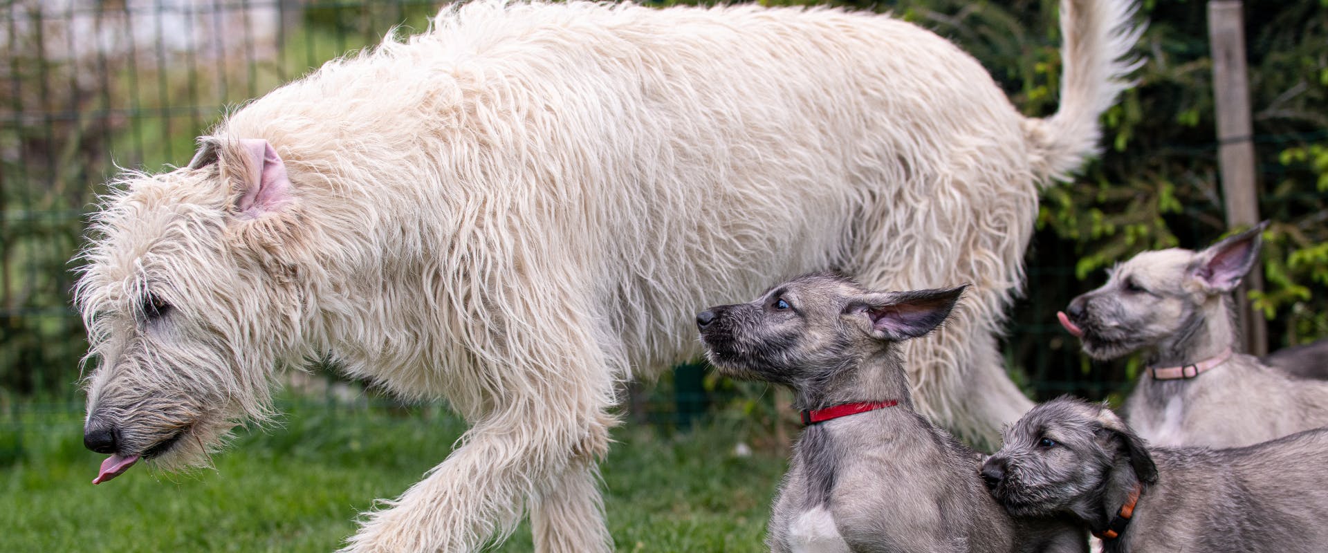 Celtic dog names deals